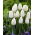 Tulipan Ice Cap - 5 szt.