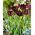 Tulipan Frozen Night - 5 szt.