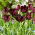 Tulipan Frozen Night - 5 szt.