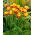 Tulipan Bonanza - 5 szt.