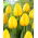 Tulipan Novi Sun - 50 szt.