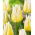 Tulipan Flaming Agrass - 5 szt.