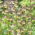 Szachownica perska - Green Dreams