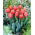 Tulipan Jimmy - 50 szt.