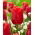 Tulipan Red Jimmy - 50 szt.