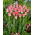 Tulipan Dynasty - 5 szt.