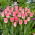 Tulipan Dynasty - 5 szt.