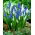 Szafirek - Muscari - kompozycja biało-niebieska - 60 szt.