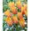 Tulipan Blushing Lady - 5 szt.