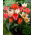 Tulipan niski mix - Greigii mix - 5 szt.