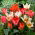 Tulipan niski mix - Greigii mix - 5 szt.