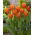 Tulipan Greetje Smit - 5 szt.