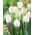 Tulipan biały - White - 5 szt.