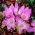 Zimowit Lilac Wonder - piękne liliowe kwiaty - 1 cebula
