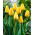 Tulipan Golden Apeldoorn - 5 cebulek