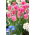 Tulipan Fancy Frills - 5 cebulek