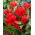 Tulipan botaniczny - Tubergen's Variety - 5 cebulek