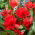 Tulipan botaniczny - Tubergen's Variety - 5 cebulek