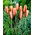 Tulipan botaniczny Cynthia - 5 cebulek