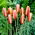 Tulipan botaniczny Cynthia - 5 cebulek