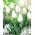 Tulipan Hakuun - mieszaniec Darwina - 5 cebulek