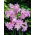 Amaryllis prawdziwy - Belladonna - duża paczka! - 10 szt.