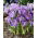 Krokus King of the Striped - 10 szt.
