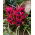 Tulipan Little Beauty - opak. 5 szt.