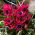 Tulipan Little Beauty - opak. 5 szt.