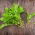 Baby Leaf - Rokietta siewna