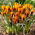 Krokus Lady Killer i Orange Monarch - mix - 10 szt.