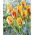Tulipan Olympic Flame - 5 szt.