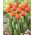 Tulipan Ad Rem - 5 szt.