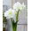 Hipeastrum - Amarylis - Alfresco