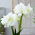 Hipeastrum - Amarylis - Alfresco