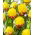 Tulipan Ice Cream Banana - lodowy - 5 szt.