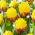 Tulipan Ice Cream Banana - lodowy - 5 szt.
