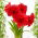 Hipeastrum - Amarylis - Amarantia