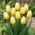 Tulipan Sweetheart - duża paczka! - 50 szt.