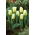 Tulipan Calgary Flames - 5 szt.