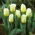 Tulipan Calgary Flames - 5 szt.