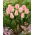 Tulipan Pink Dream - duża paczka! - 50 szt.