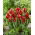 Tulipan Red Spider - 5 szt.