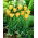 Tulipan Batalinii Bronze Charm - 5 szt.