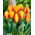Tulipan Flair - 5 szt.