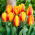 Tulipan Flair - 5 szt.