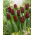 Tulipan Mascara - 5 szt.