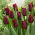 Tulipan Mascara - 5 szt.