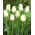 Tulipan Maureen - 5 szt.