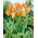 Tulipan Orange Emperor - 5 szt.